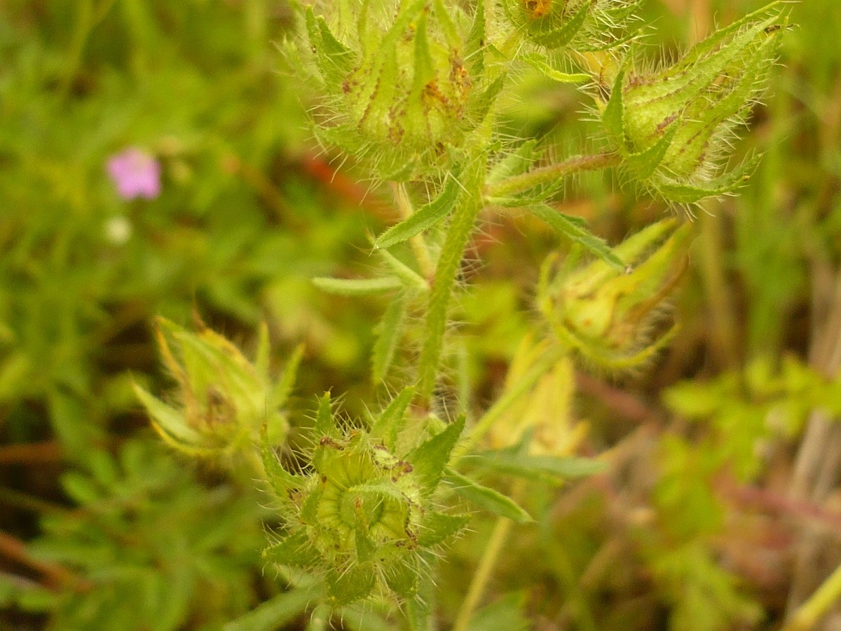 Malva setigera (Malvaceae)